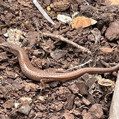 Saproscincus mustelinus at Ulladulla, NSW - suppressed
