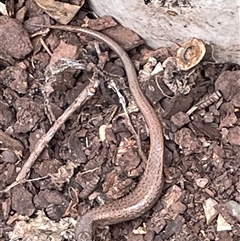 Saproscincus mustelinus at Ulladulla, NSW - suppressed