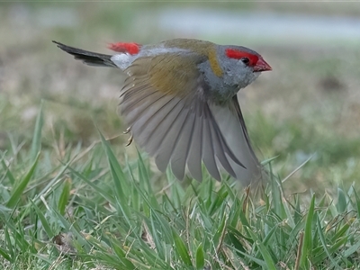 Neochmia temporalis (Red-browed Finch) at Googong, NSW - 5 Oct 2024 by WHall