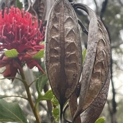 Telopea speciosissima (NSW Waratah) at Comberton, NSW - 6 Oct 2024 by Clarel