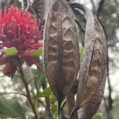 Telopea speciosissima (NSW Waratah) at Comberton, NSW - 6 Oct 2024 by Clarel