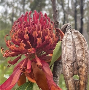 Telopea speciosissima at Comberton, NSW - 7 Oct 2024