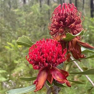 Telopea speciosissima at Comberton, NSW - 7 Oct 2024