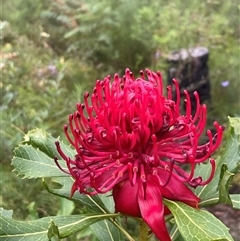 Telopea speciosissima at Comberton, NSW - 7 Oct 2024