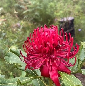 Telopea speciosissima at Comberton, NSW - suppressed