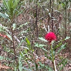 Telopea speciosissima at Comberton, NSW - 7 Oct 2024