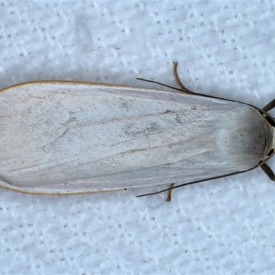 Hesychopa chionora (White Footman) at Bulli, NSW - 4 Oct 2024 by jb2602