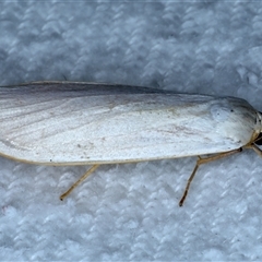 Hesychopa chionora at Bulli, NSW - 4 Oct 2024 10:05 PM
