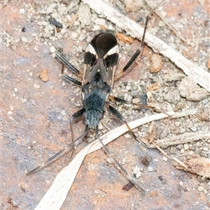 Dieuches sp. (genus) at Googong, NSW - 6 Oct 2024 11:35 AM