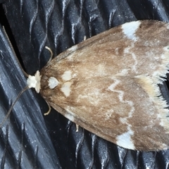 Halone pteridaula (a Lichen moth) at Bulli, NSW - 4 Oct 2024 by jb2602