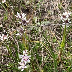 Wurmbea dioica subsp. dioica at Corrowong, NSW - 7 Oct 2024 11:16 AM