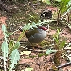 Neochmia temporalis (Red-browed Finch) at Greenleigh, NSW - 7 Oct 2024 by Dixie