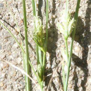 Carex inversa at Belconnen, ACT - 8 Oct 2024 03:07 PM