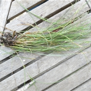 Carex inversa at Belconnen, ACT - 8 Oct 2024 03:07 PM