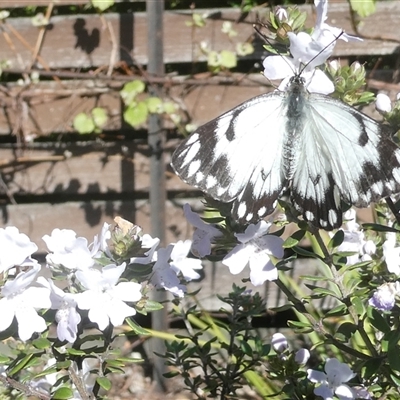 Belenois java (Caper White) at Belconnen, ACT - 8 Oct 2024 by JohnGiacon