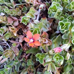 Lysimachia arvensis (Scarlet Pimpernel) at Watson, ACT - 7 Oct 2024 by abread111