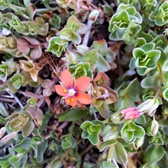 Lysimachia arvensis (Scarlet Pimpernel) at Watson, ACT - 6 Oct 2024 by abread111