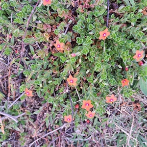 Lysimachia arvensis at Watson, ACT - 7 Oct 2024