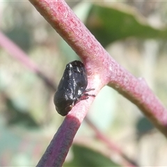 Chaetophyes compacta (Tube spittlebug) at Belconnen, ACT - 8 Oct 2024 by JohnGiacon