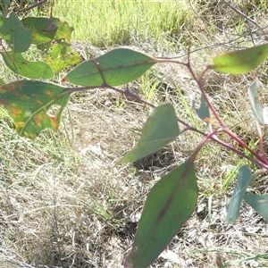 Chaetophyes compacta at Belconnen, ACT - 8 Oct 2024