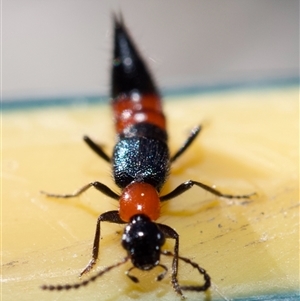 Paederus sp. (genus) at Murrumbateman, NSW - suppressed