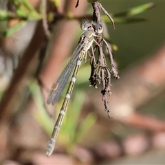 Unidentified Damselfly (Zygoptera) at Yackandandah, VIC - 7 Oct 2024 by KylieWaldon