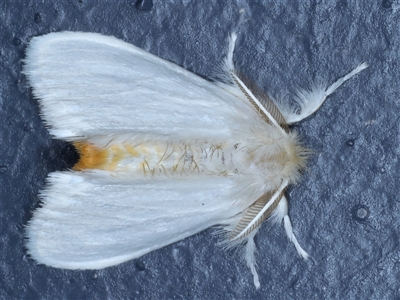 Acyphas chionitis (White Tussock Moth) at Bulli, NSW - 3 Oct 2024 by jb2602