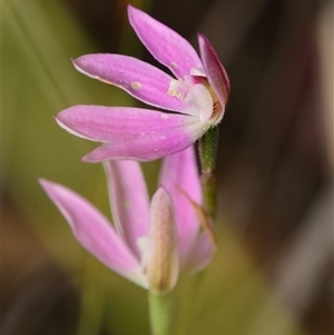 Caladenia carnea at Aranda, ACT - 8 Oct 2024