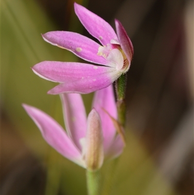 Caladenia carnea (Pink Fingers) at Aranda, ACT - 8 Oct 2024 by RobertD