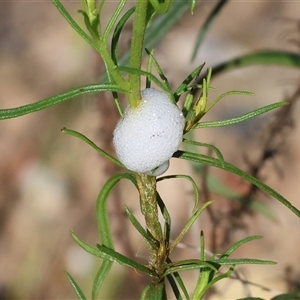 Aphrophorinae (subfamily) (Unidentified spittlebug) at Wodonga, VIC by KylieWaldon