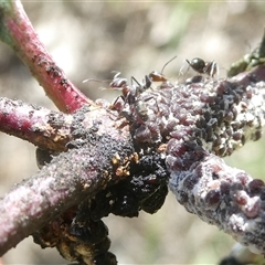 Iridomyrmex rufoniger (Tufted Tyrant Ant) at Belconnen, ACT - 8 Oct 2024 by JohnGiacon