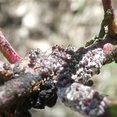 Iridomyrmex rufoniger at Belconnen, ACT - 8 Oct 2024