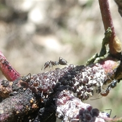 Iridomyrmex rufoniger at Belconnen, ACT - 8 Oct 2024