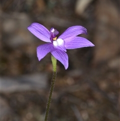 Glossodia major (Wax Lip Orchid) at Aranda, ACT - 8 Oct 2024 by RobertD