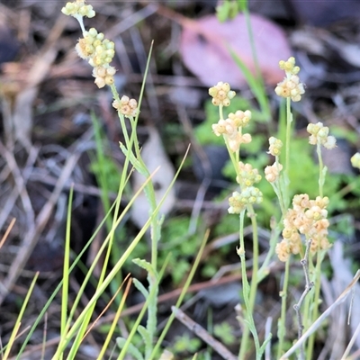 Pseudognaphalium luteoalbum (Jersey Cudweed) at Wodonga, VIC - 5 Oct 2024 by KylieWaldon