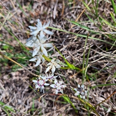 Wurmbea dioica subsp. dioica (Early Nancy) at Watson, ACT - 7 Oct 2024 by abread111