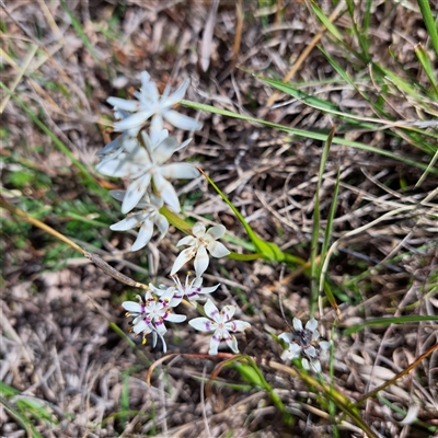 Wurmbea dioica subsp. dioica (Early Nancy) at Watson, ACT - 7 Oct 2024 by abread111