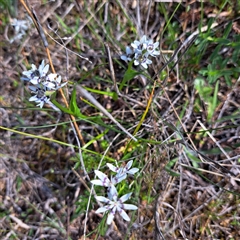 Wurmbea dioica subsp. dioica at Watson, ACT - 7 Oct 2024