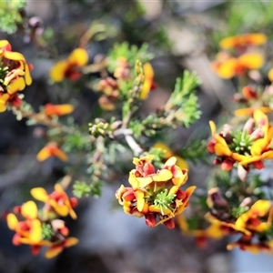 Dillwynia sericea at Wodonga, VIC - 5 Oct 2024 08:08 AM