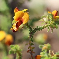 Pultenaea foliolosa at Wodonga, VIC - 4 Oct 2024 by KylieWaldon