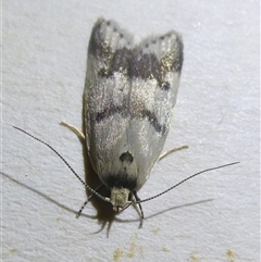 Compsotropha strophiella (A Concealer moth (Wingia group)) at Belconnen, ACT - 8 Oct 2024 by JohnGiacon