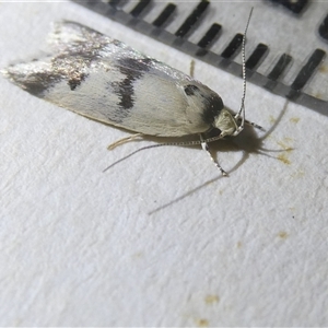 Compsotropha strophiella at Belconnen, ACT - 8 Oct 2024