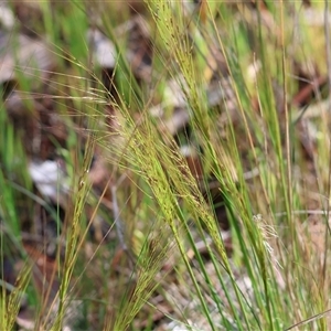 Austrostipa scabra at Wodonga, VIC - 5 Oct 2024