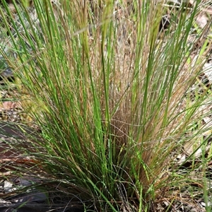 Austrostipa scabra at Wodonga, VIC - 5 Oct 2024