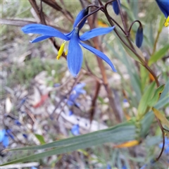 Stypandra glauca (Nodding Blue Lily) at Watson, ACT - 7 Oct 2024 by abread111