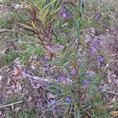 Stypandra glauca at Watson, ACT - 7 Oct 2024