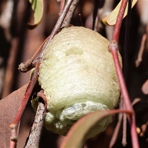 Unidentified Praying mantis (Mantodea) at Wodonga, VIC by KylieWaldon