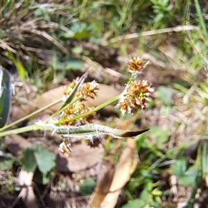 Luzula densiflora at Watson, ACT - 7 Oct 2024 11:32 AM