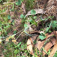 Luzula densiflora at Watson, ACT - 7 Oct 2024