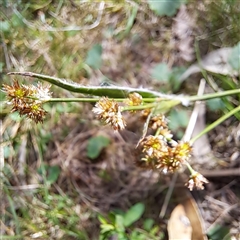 Luzula densiflora at Watson, ACT - 7 Oct 2024